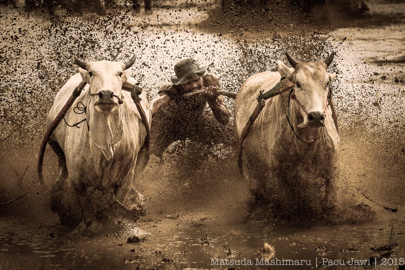 Bull Racing