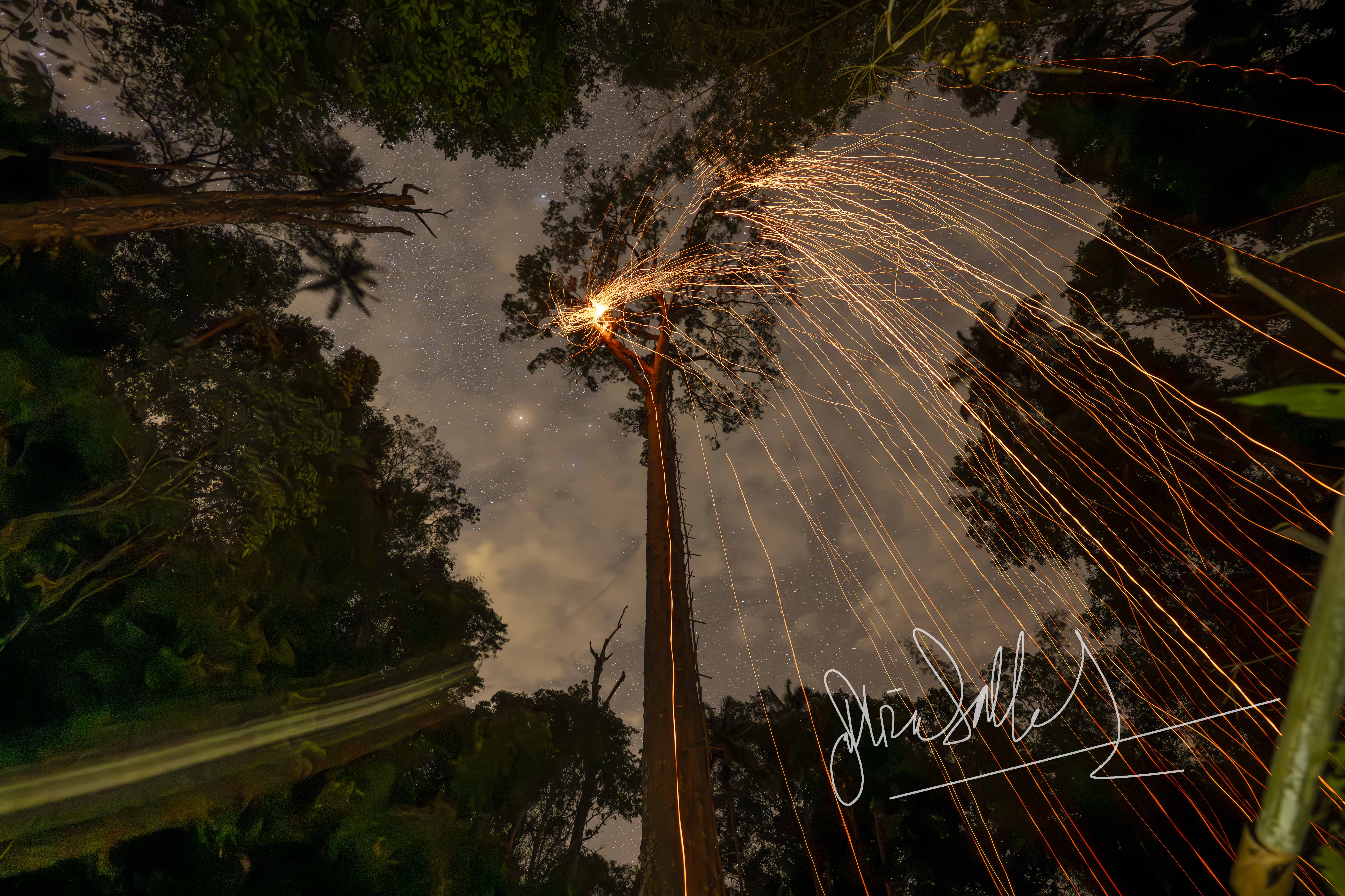 A tall tree stretches upwards against a starry night sky, with bright streaks of light appearing to cascade from its top, surrounded by lush green foliage.