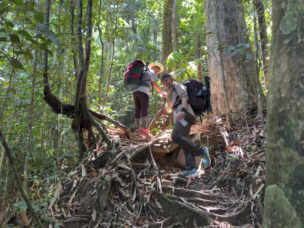 Two hikers navigating through a dense forest, climbing over roots and uneven terrain, with one person reaching down to assist the other.