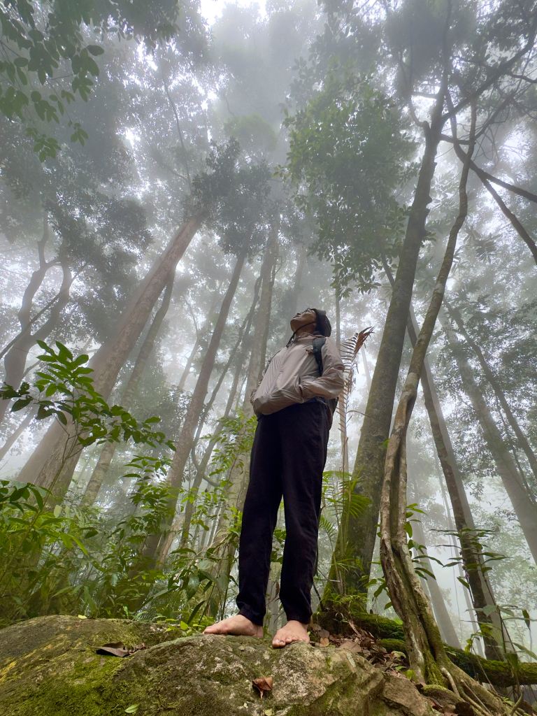 A person standing on a rock in a misty forest, looking up at tall trees surrounded by fog.