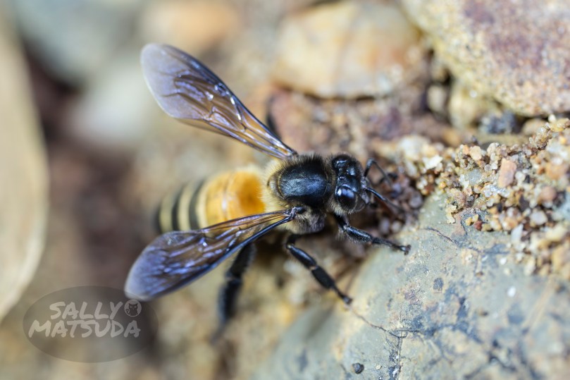 Domesticating The Wild&nbsp;Bees