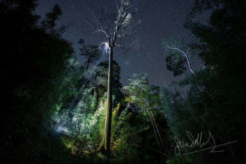 Would You Climb This&nbsp;Tree?